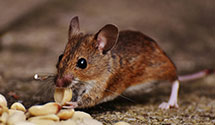 24 Hour & Emergency Exterminators in Carroll, IA